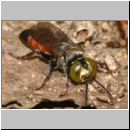 Tachysphex obscuripennis - Grabwespe m03 8mm Sandgrube Niedringhaussee.jpg